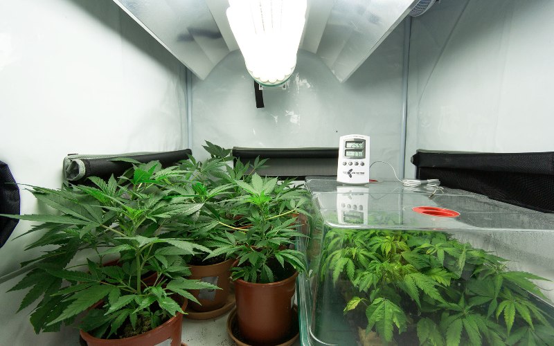 medical marijuana / cannabis plants – home growing