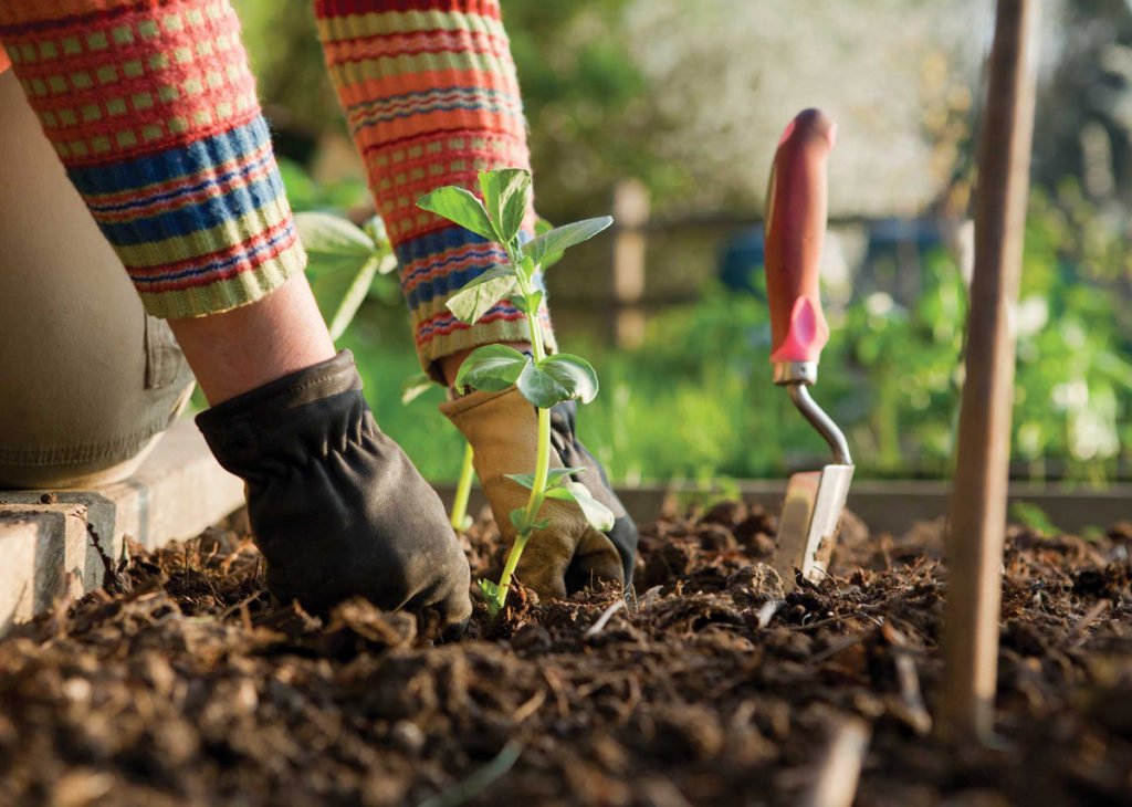 Take Care of a Garden1