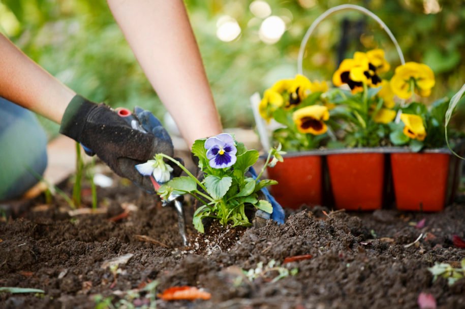 Take Care of a Garden2