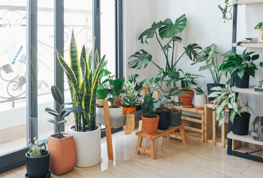 Indoor Plants2