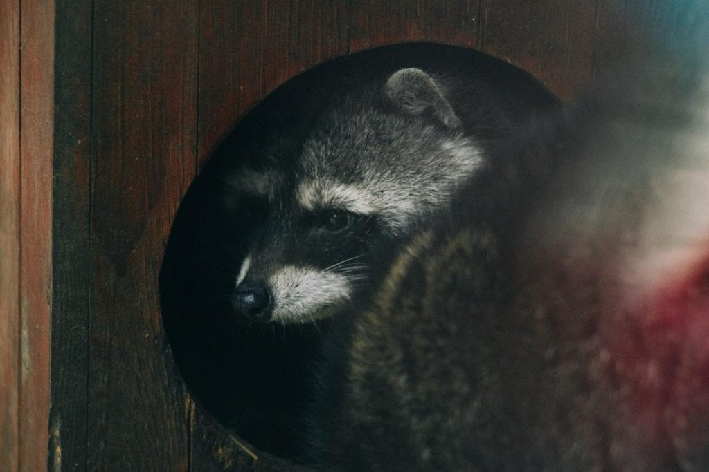 Keep Raccoons Out of Basement1
