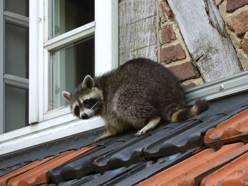 Keep Raccoons Out of Basement2