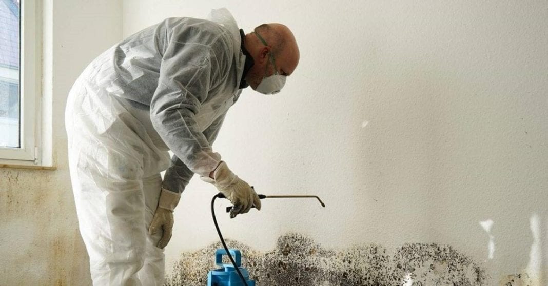 4 Tips On How To Deal With Mold Issues In Oklahoma City » Residence Style