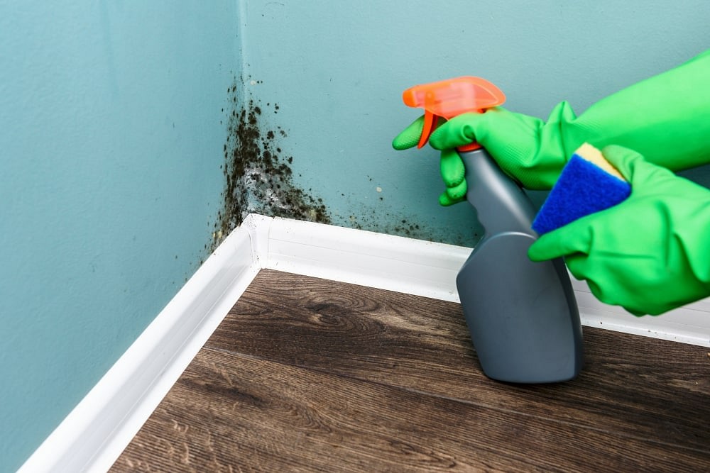 Mold Infestation inside Your Home2