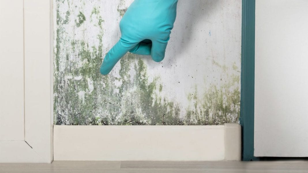 How Mold and Damp Problems Can Affect Your Home » Residence Style