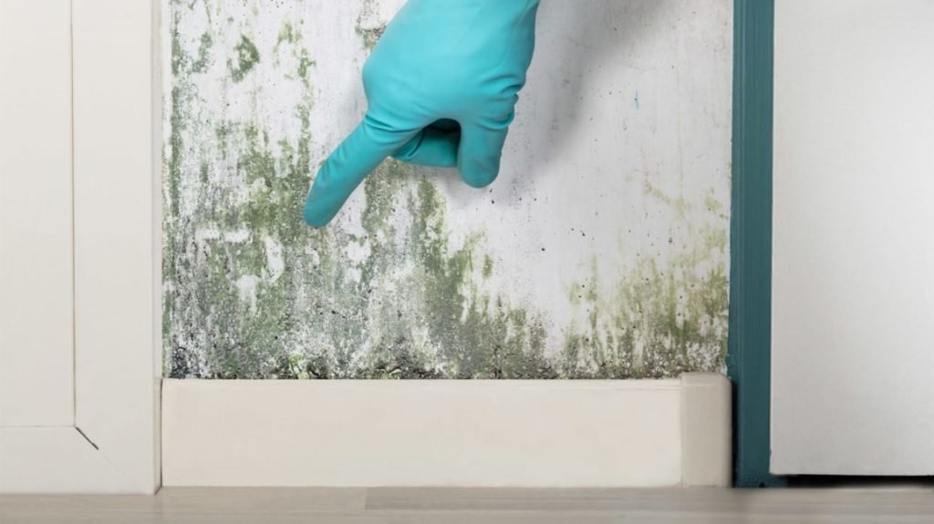 How Mold and Damp Problems Can Affect Your Home » Residence Style