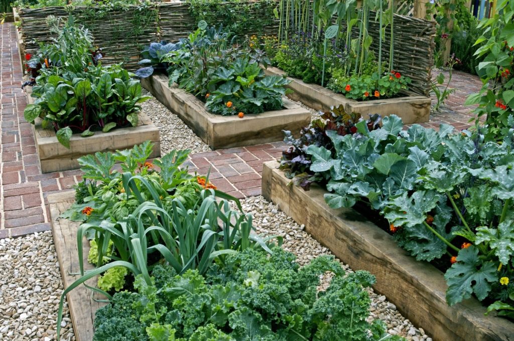 Childrens edible vegetable garden in raised beds