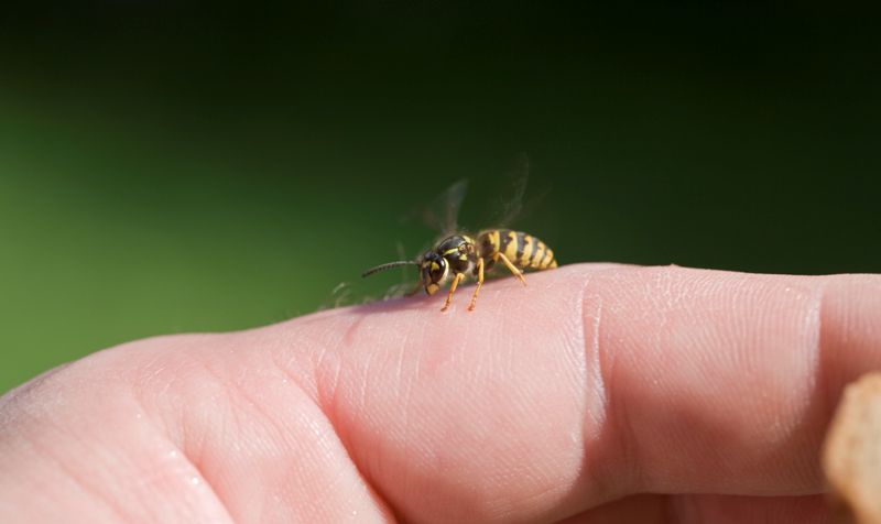 Surprising Wasp Myths1