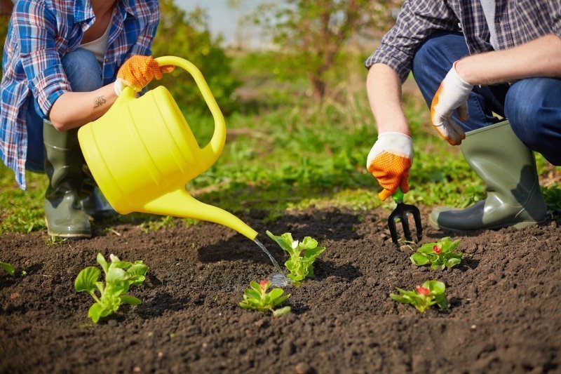 Image of couple of farmers seedling and watering sprouts in the garden