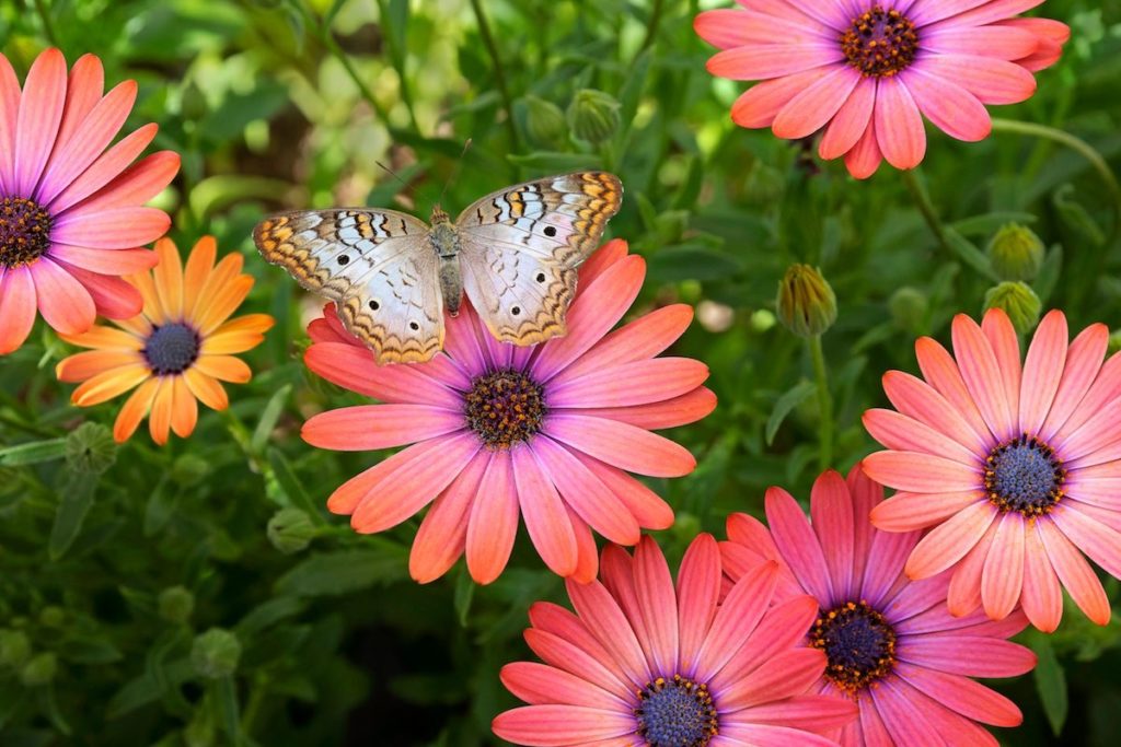 Thriving Pollinator Garden2