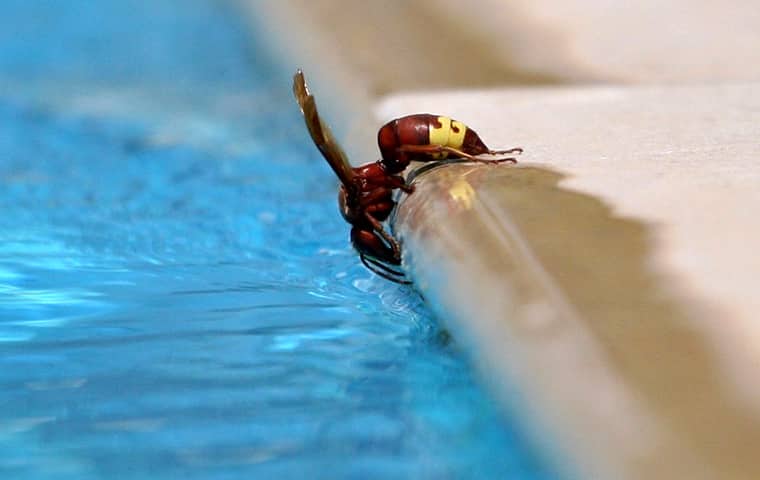 Keep Your Pool Pest Free1