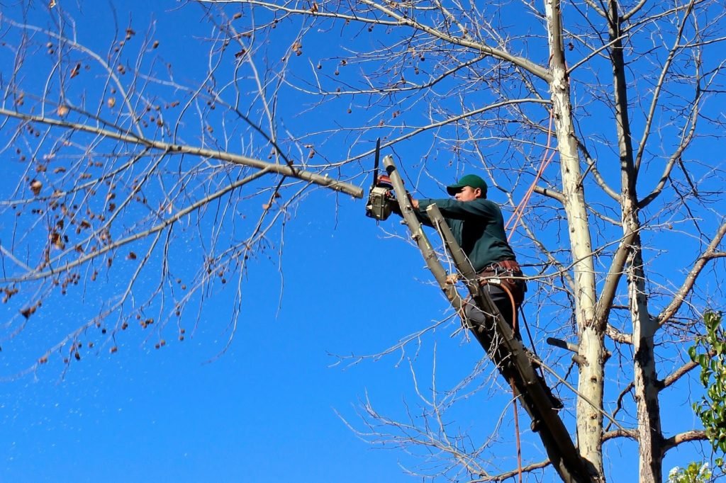 Professional Tree Service1