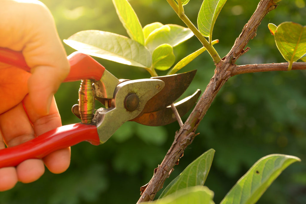 Trim Your Trees1