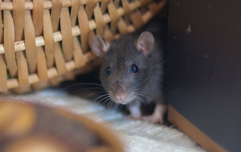 Get Rid of Rats At Home