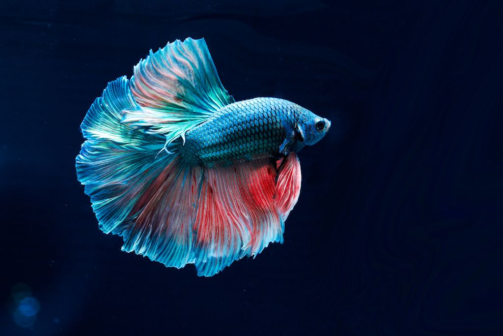 Old Betta Fish1