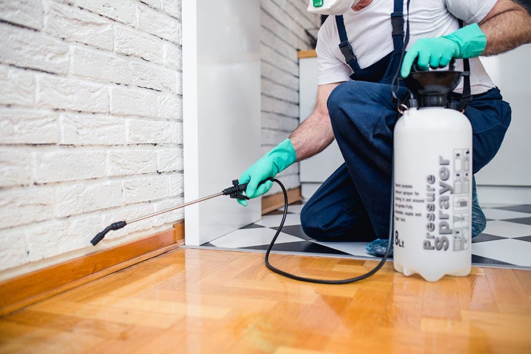 When and Why Do You Need Professional Pest Control Services in