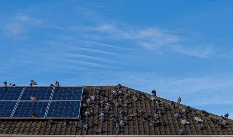 Pigeon Proof Your Solar Panels1