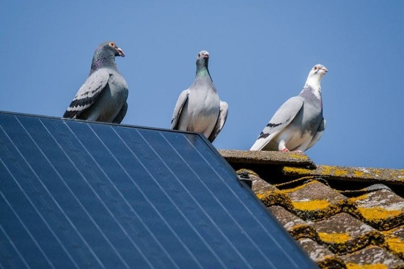 How to Pigeon Proof Your Solar Panels? » Residence Style