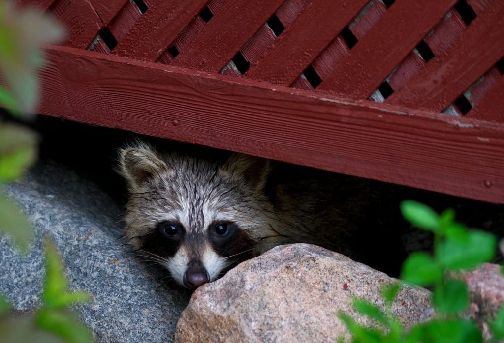 Hiding,Raccoon,3