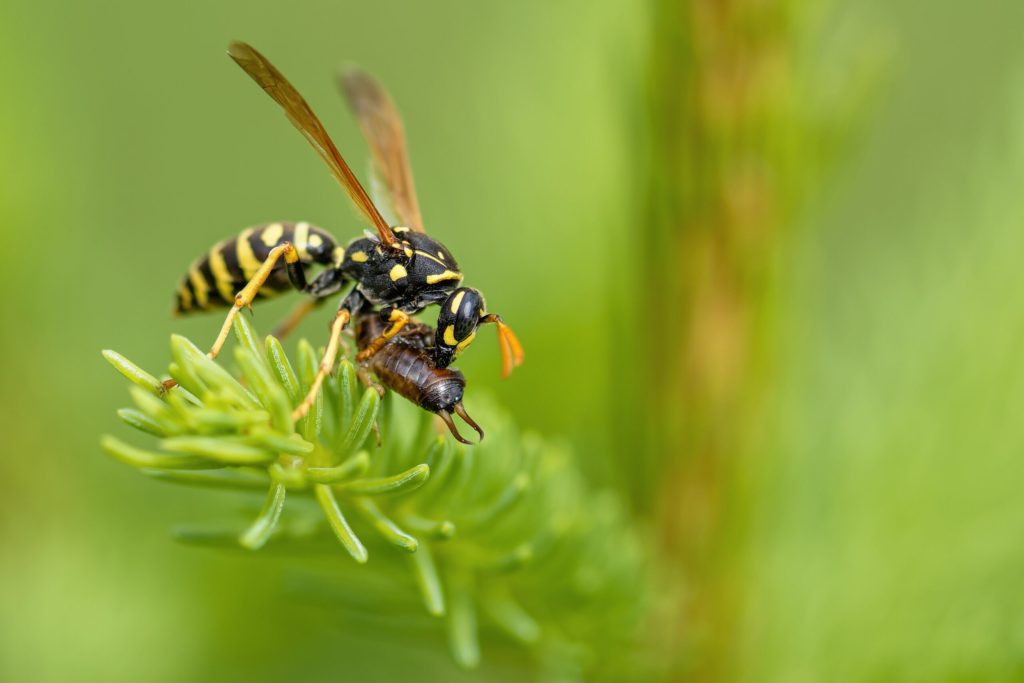 Wasps 2