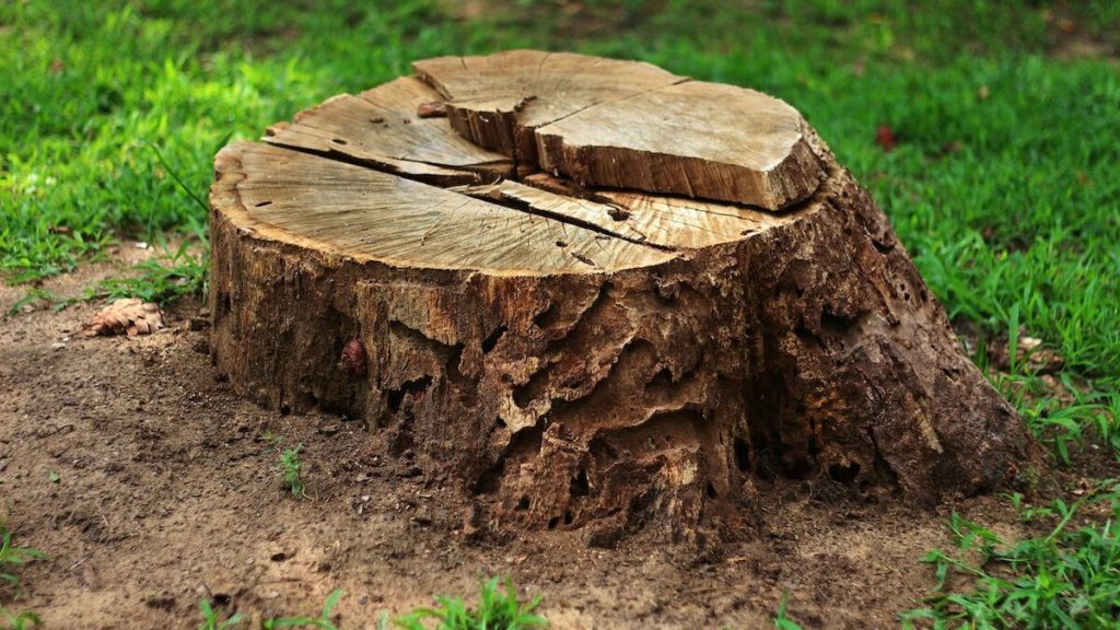 Tree stump in the forest 01