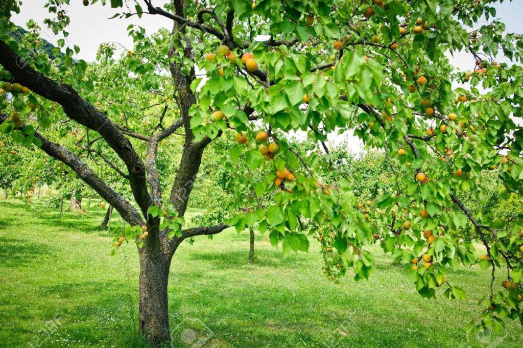 Apricot Trees 2