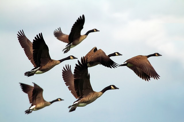 Keep Geese Away From Your Property With These Tips » Residence Style