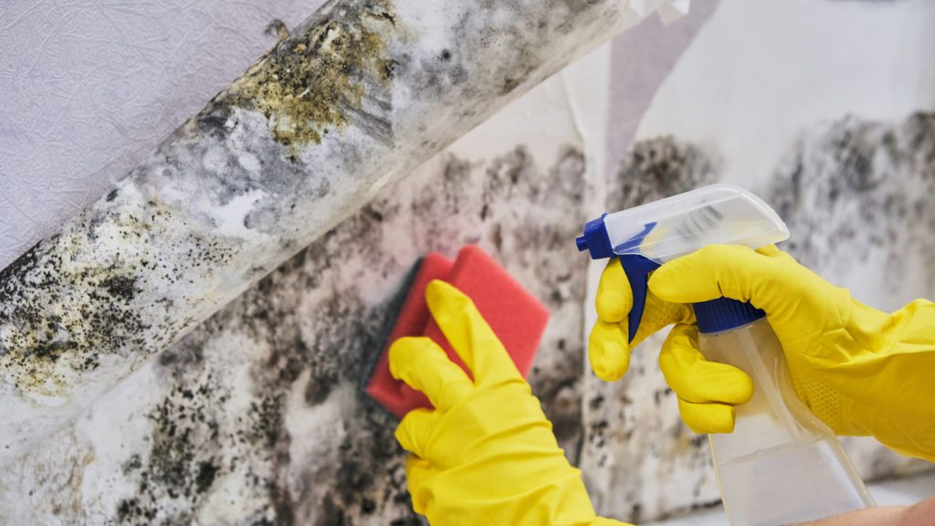 Housekeeper’s Hand With Glove Cleaning Mold From Wall With Sponge And Spray Bottle
