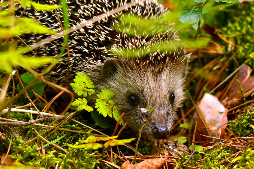 A small hedgehog