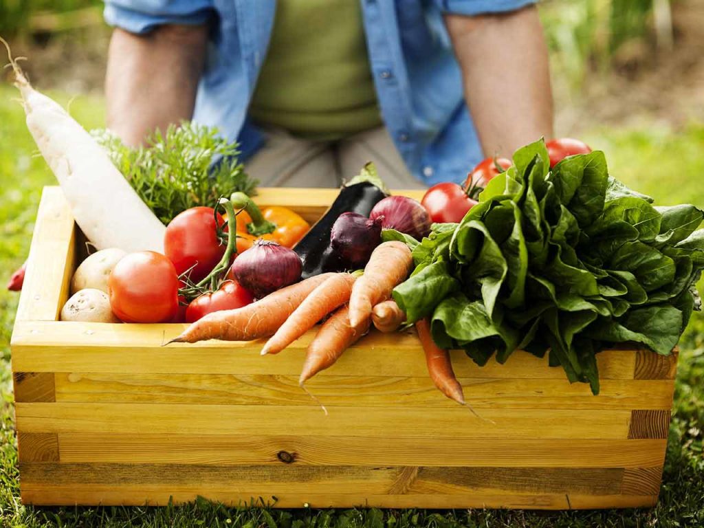 Tips Tanam Sayuran