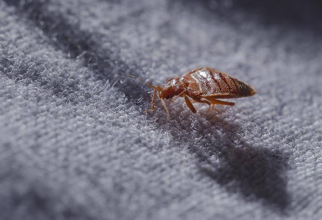 Get Rid of Bed Bugs1