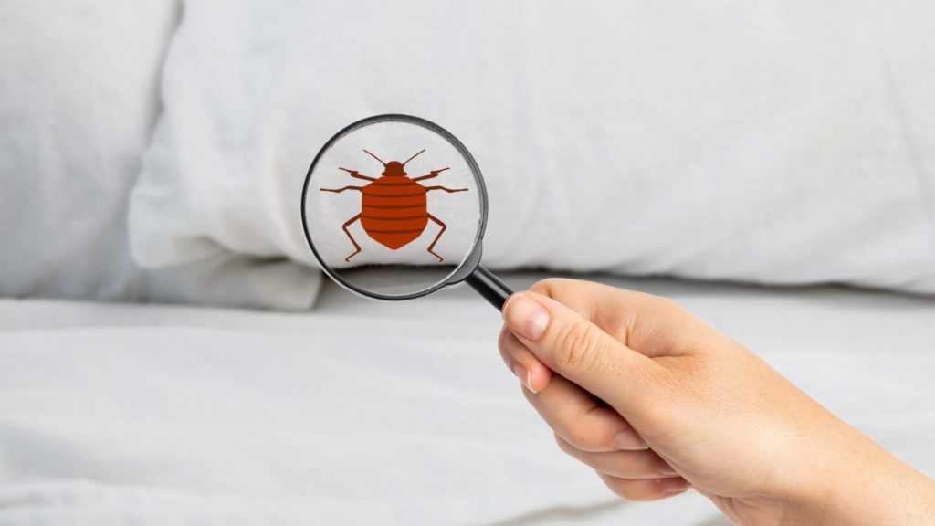 Get Rid of Bed Bugs2