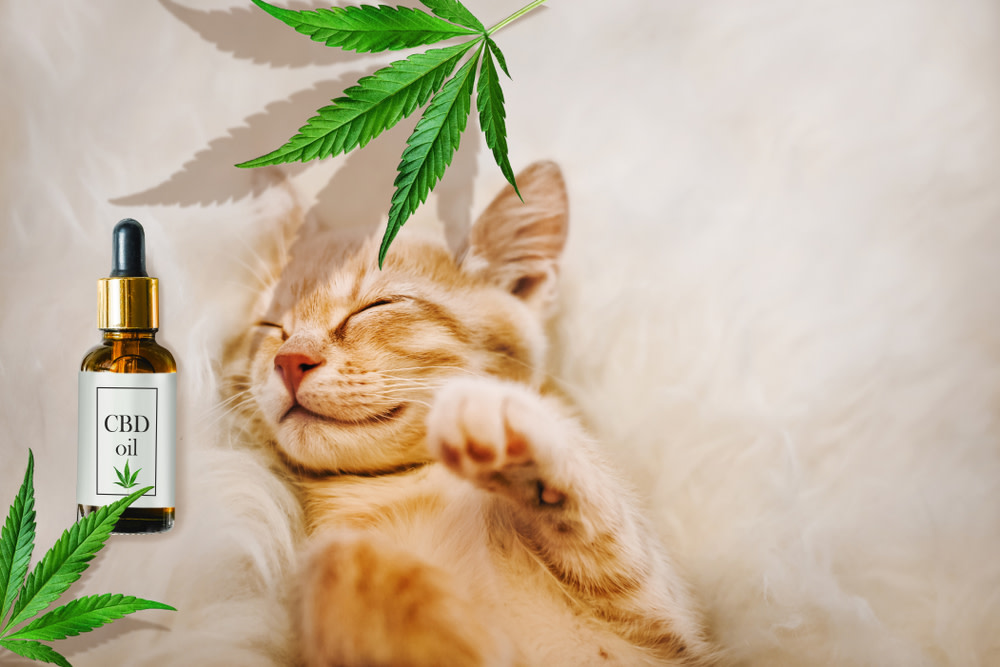 CBD Oil for Cats3