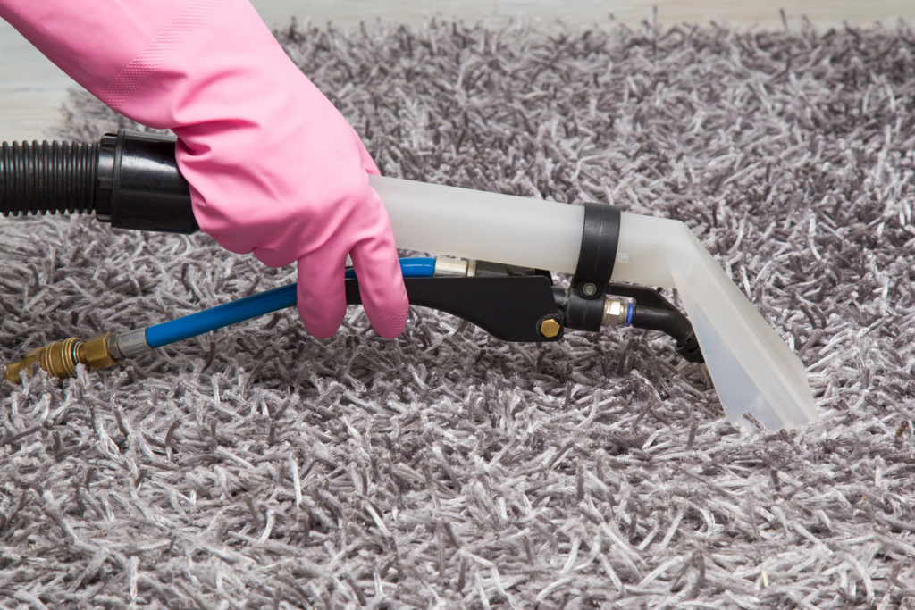 Carpets chemical cleaning with professionally extraction method. Early spring cleaning.