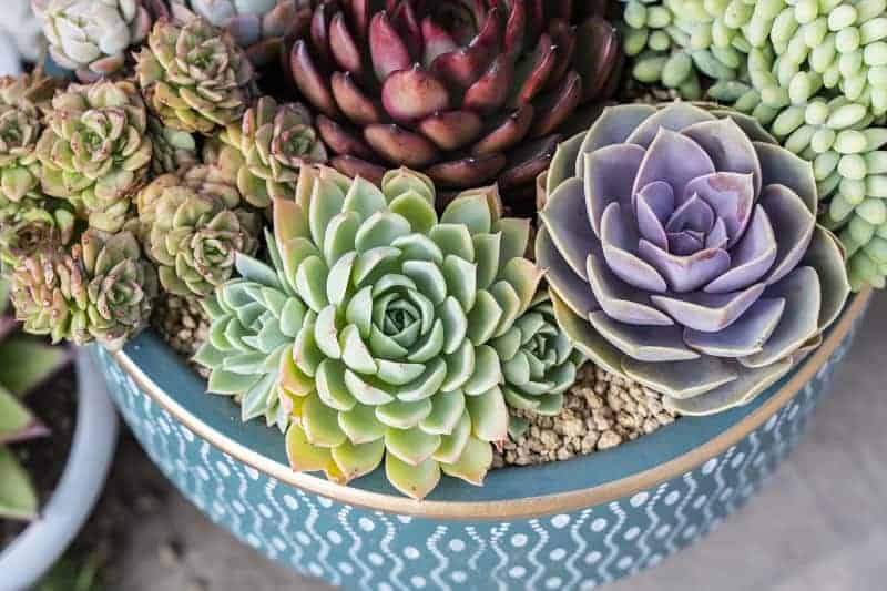 succulents 1