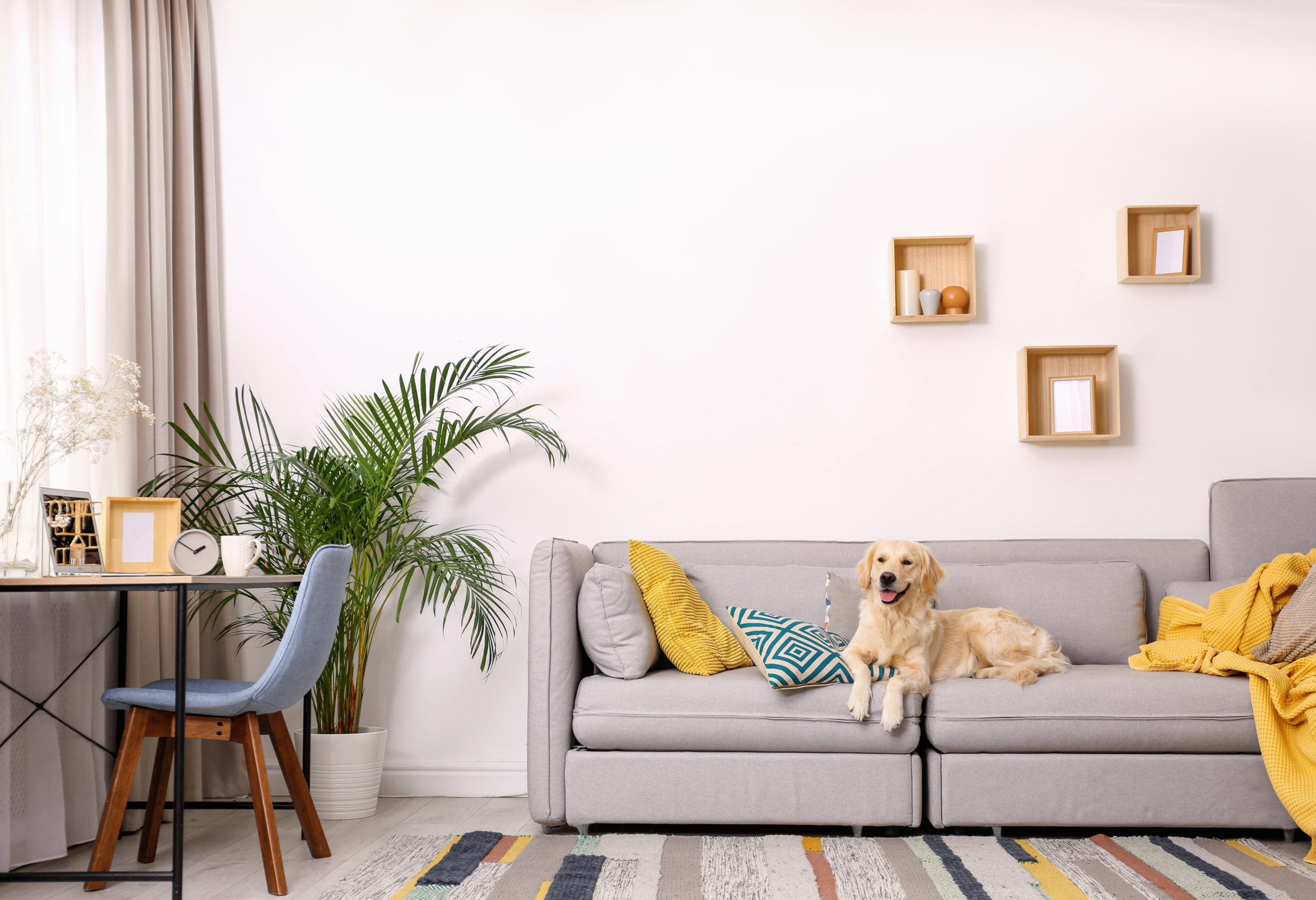 Modern living room interior. Cute Golden Labrador Retriever on c