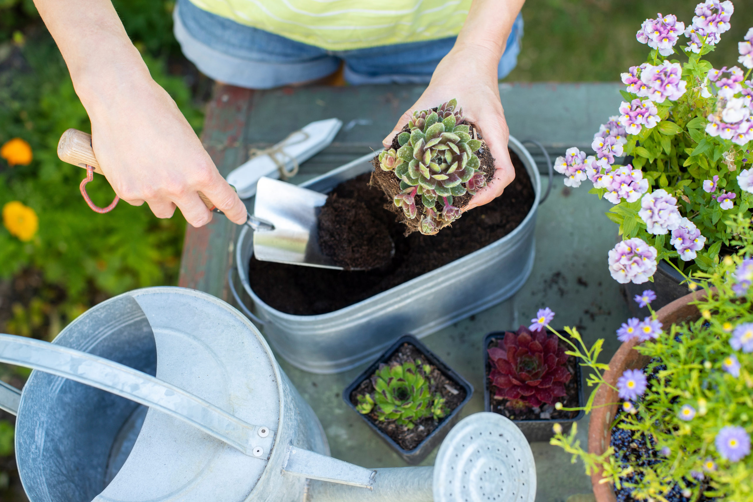 Overhead Close Up Of Woman Gardening At Home Planting Succulent Plants In Metal Planter Outdoors