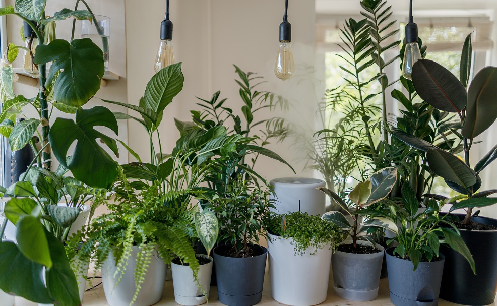 Indoor Plants 1