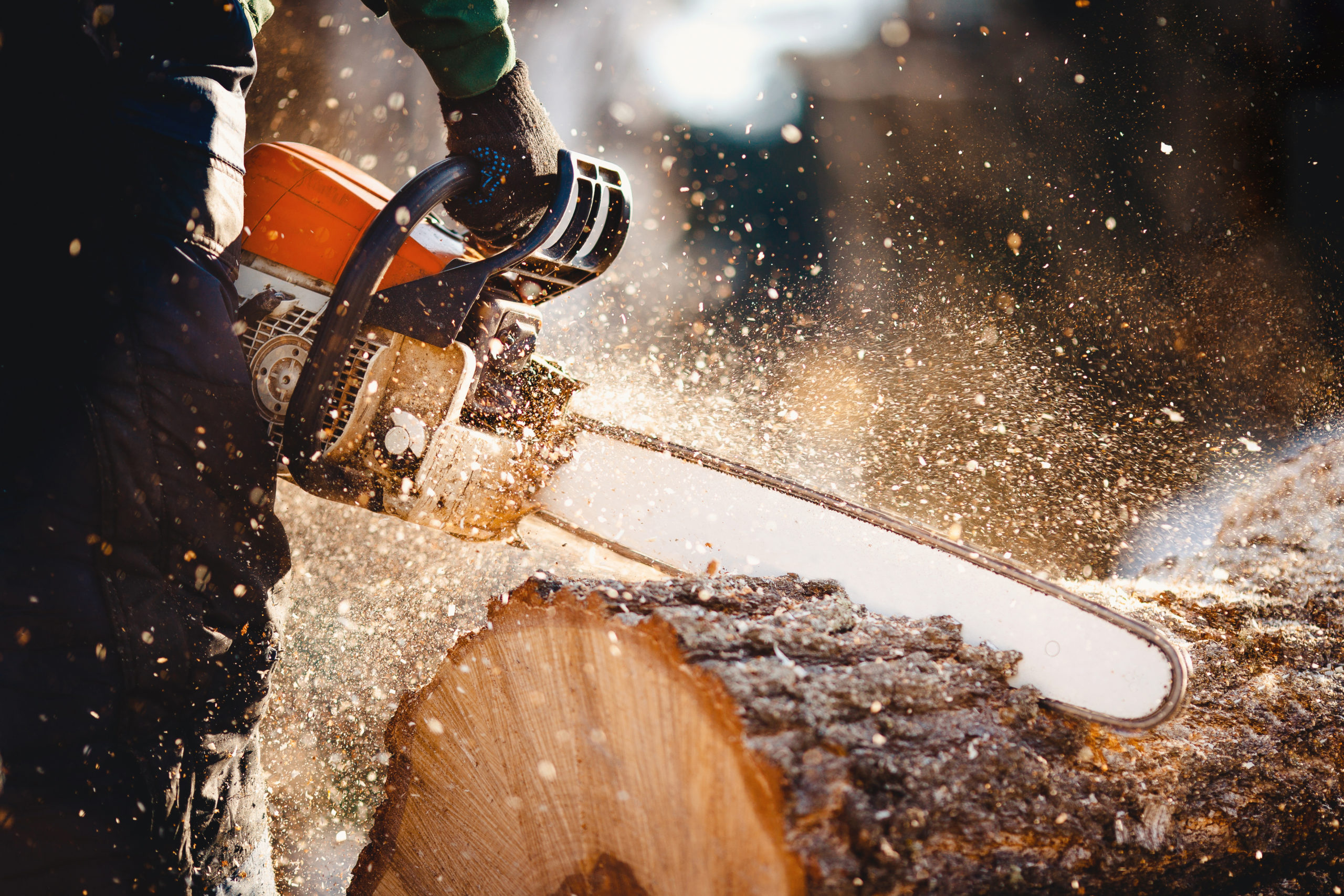 Chainsaw. Woodcutter saws tree with a chainsaw on sawmill