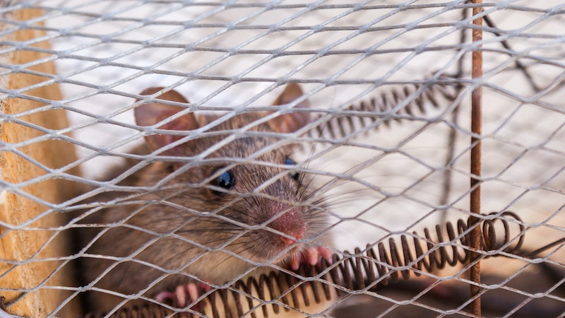 Getting rid of rodent infestations in your