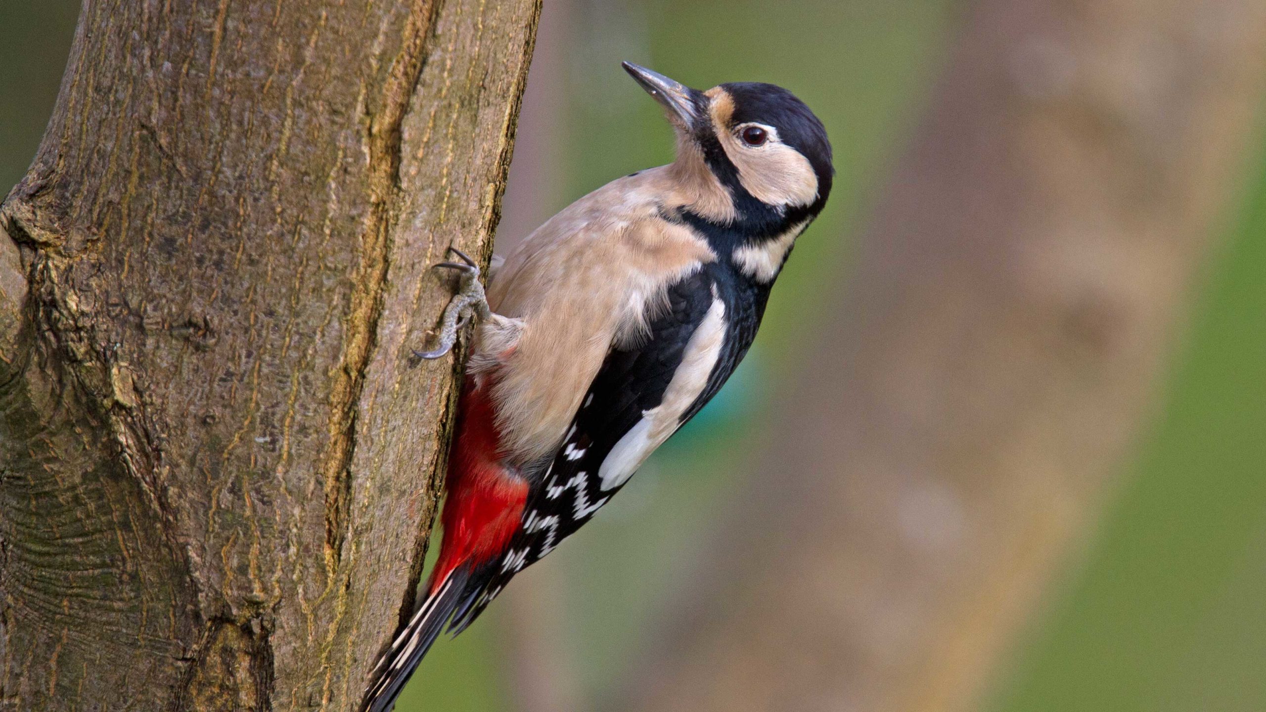 Great Spotted Woodpecker – Dendrocopos major