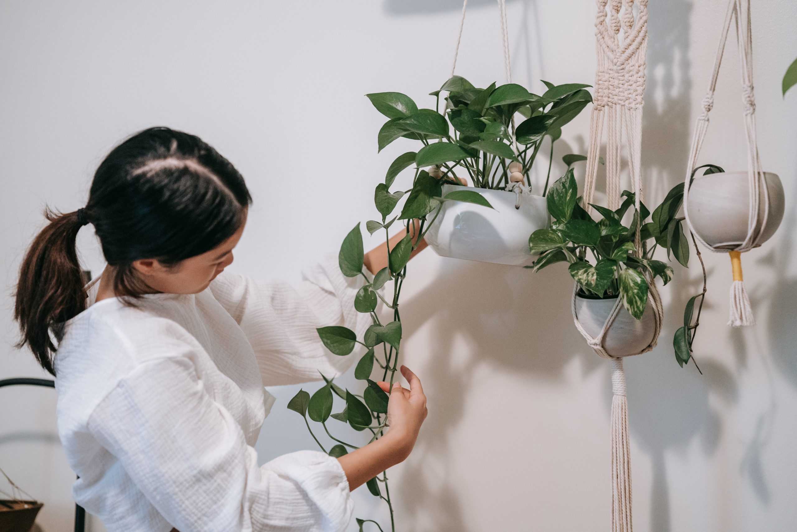 Beautiful cascading hanging plants