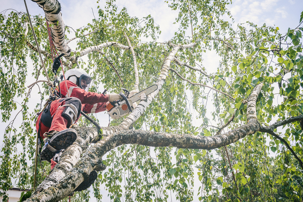 Arborist cuts branches on a tree with a chainsaw, suspended on a