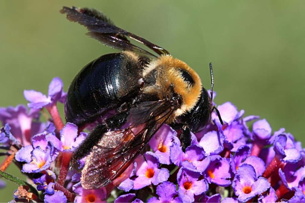 Carpenter Bees