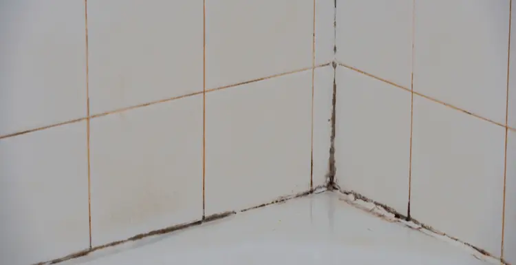 Mold Out of Shower Caulking