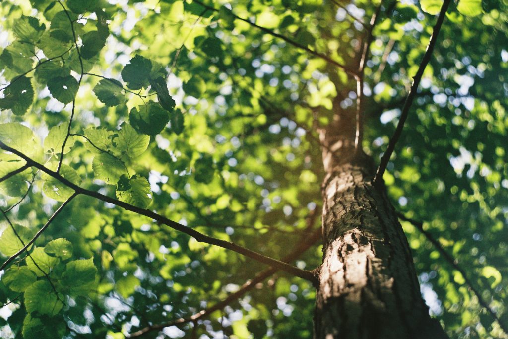 Tree Care Professional