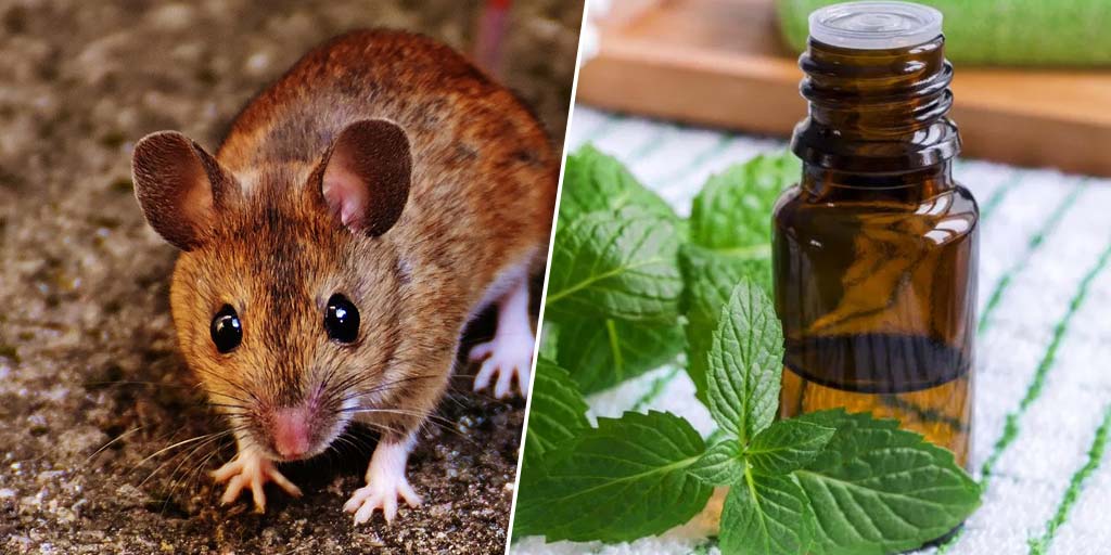 ways to repel mice and rats 1