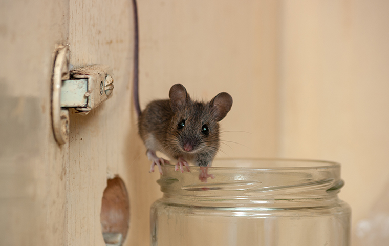 ways to repel mice and rats 2