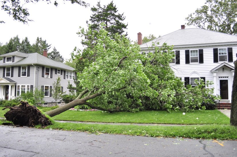 fallen tree 1