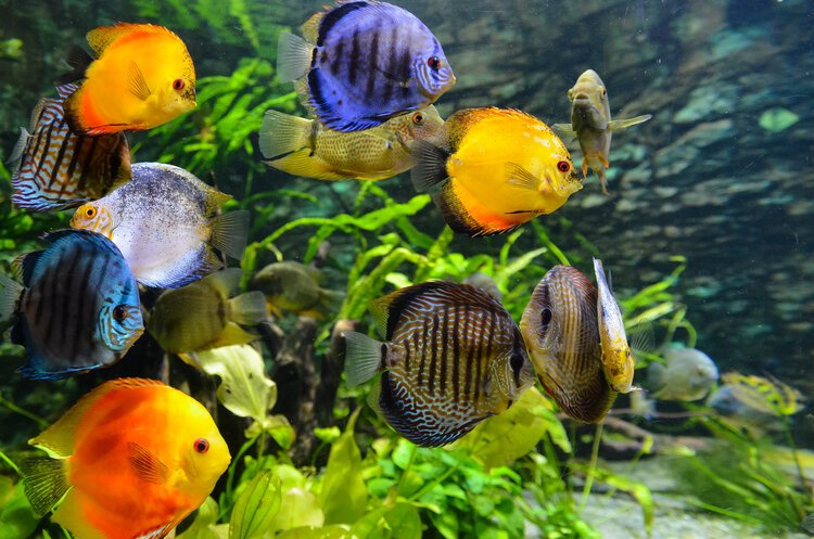 professional aquarium cleaning service 3